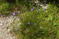 2014-08-02_06FritzPflaum-Steig (221).JPG